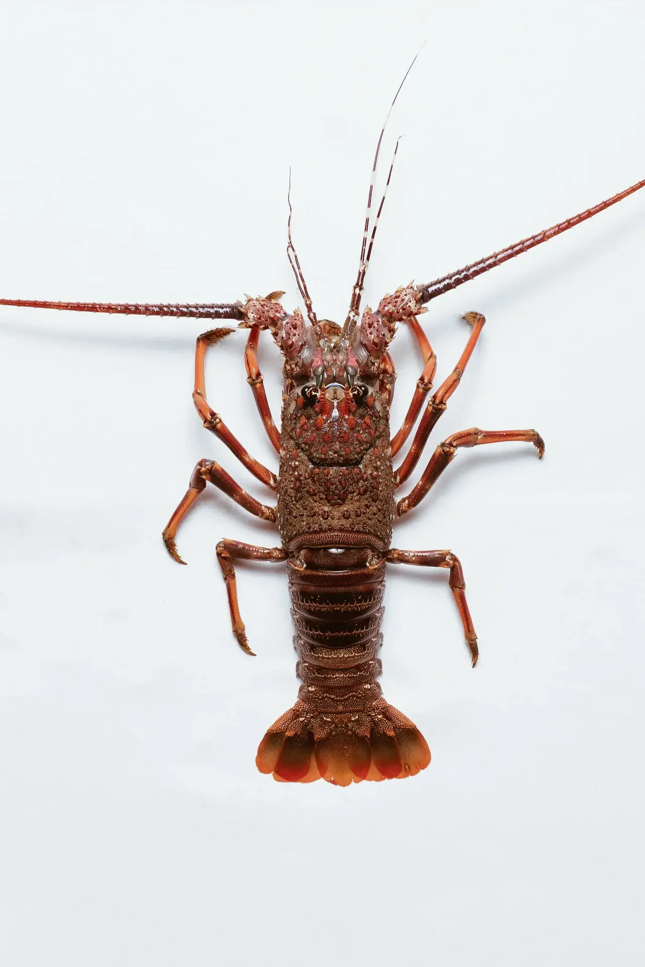 Crays 1 - Food photography by Sebastian Nico